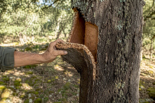 Hand harvesting cork bark from tree