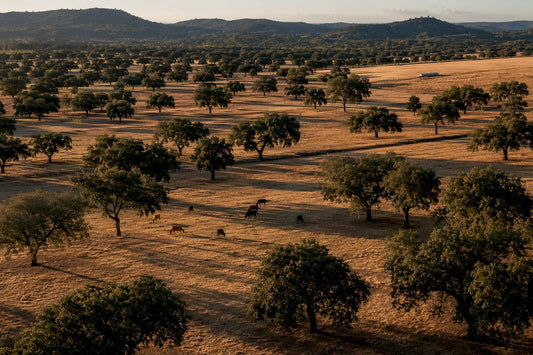 Portuguese montado cork oak landscape