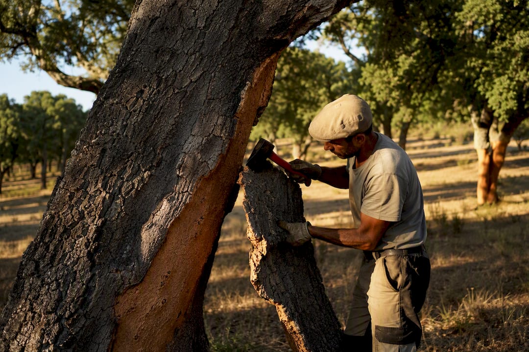 Worker stripping cork bark from Portuguese oak