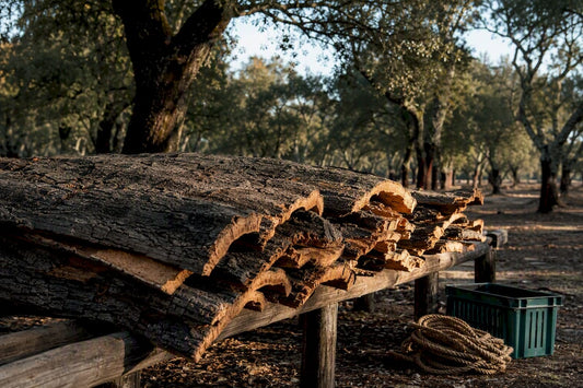 Cork bark sheets in a harvested oak forest