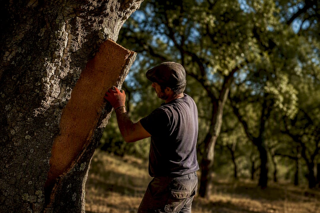 Worker harvesting cork bark from living oak